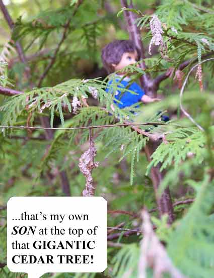 It is ALAN up that tree!