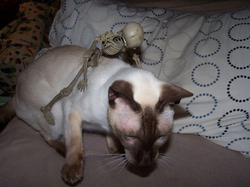 Mr. Skeleton chooses a steed...