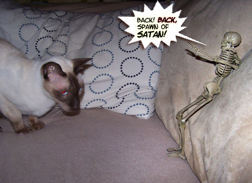 But Minkey SPOTS him!