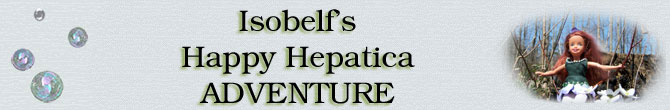 Isobel's Happy Hepatica Adventure