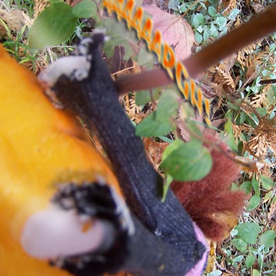 She'll bust a GUT, trying to push that monster!