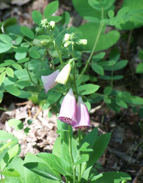 What a BEAUTIFUL foxglove!