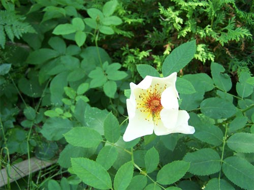 A wild ROSE!